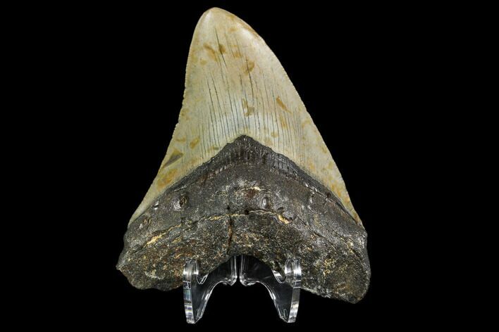 Fossil Megalodon Tooth - North Carolina #108992